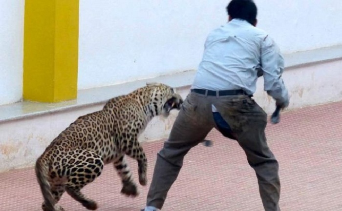 Indian leopard injures six in Bangalore school